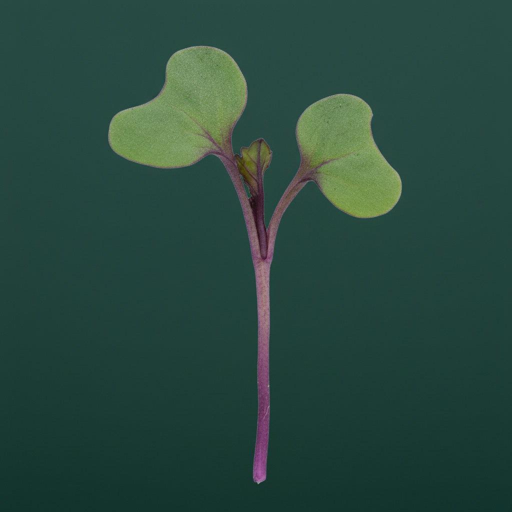 single red cabbage microgreen with a purple stem on a green background