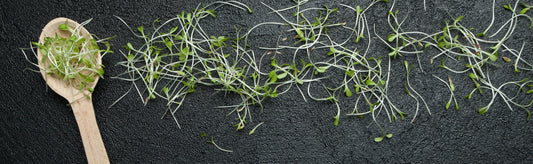 Spilled microgreens from a wooden spoon