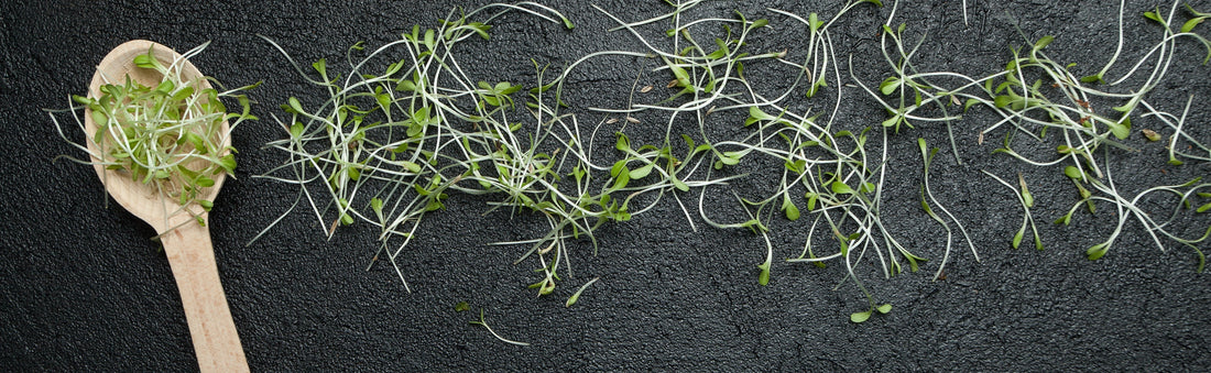 Spilled microgreens from a wooden spoon