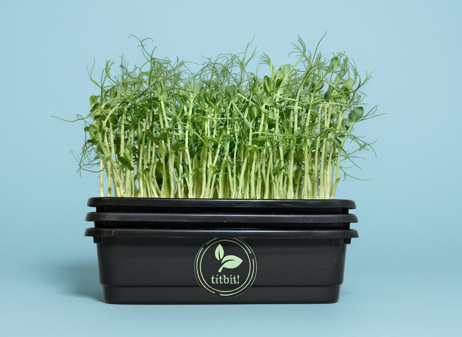Black container with green pea microgreens on a pink surface