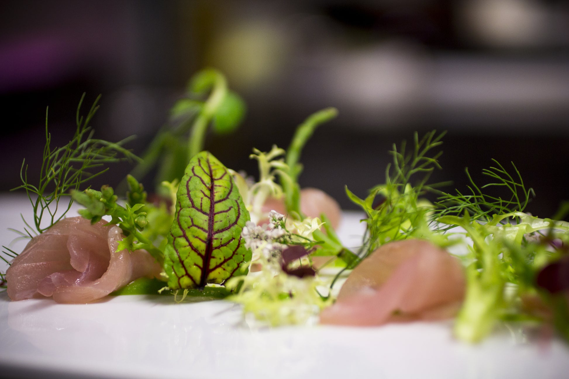 Close-up of a gourmet dish with microgreens and salmon on a white plate.