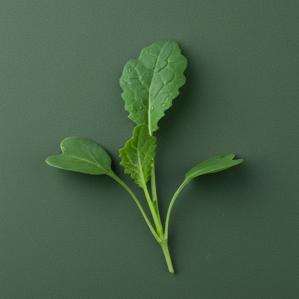 black tuscan kale microgreens on green background