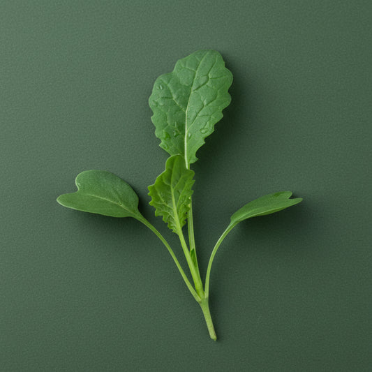 black tuscan kale microgreens on green background