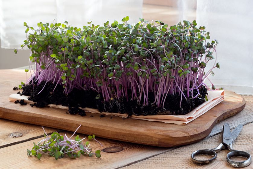 Microgreens on a wooden cutting board with scissors on a wooden surface