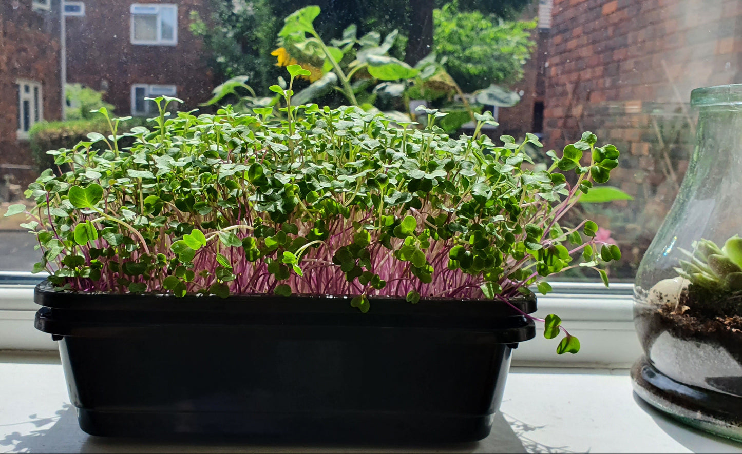 A black rectangular planter filled with leafy green microgreens and pinkish-purple stems, placed on a windowsill with a brick house  and sunflower visible outside.