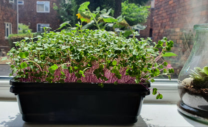 A black rectangular planter filled with leafy green microgreens and pinkish-purple stems, placed on a windowsill with a brick house  and sunflower visible outside.
