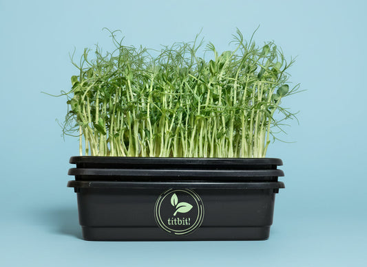 Black container with green pea microgreens on a baby blue surface