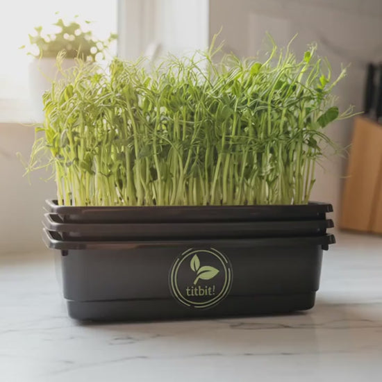 Ai video of pea microgreens used in various ways