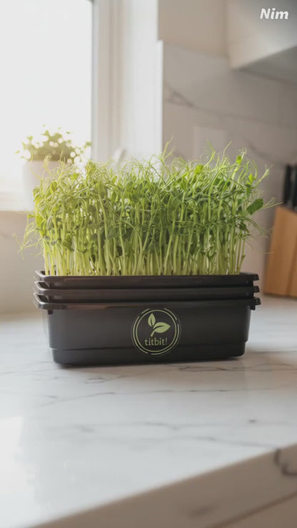 Ai video of pea microgreens used in various ways