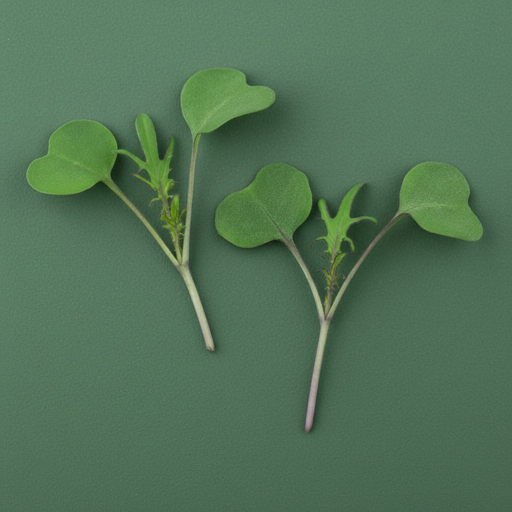 red russian kale  microgreens on green background