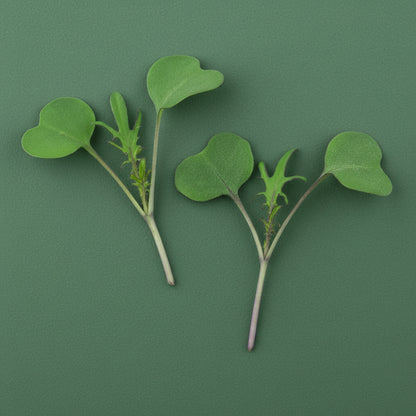 red russian kale  microgreens on green background