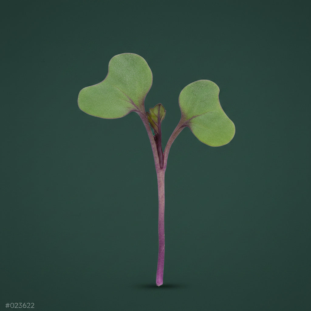 Young green plant with a purple stem on a green background