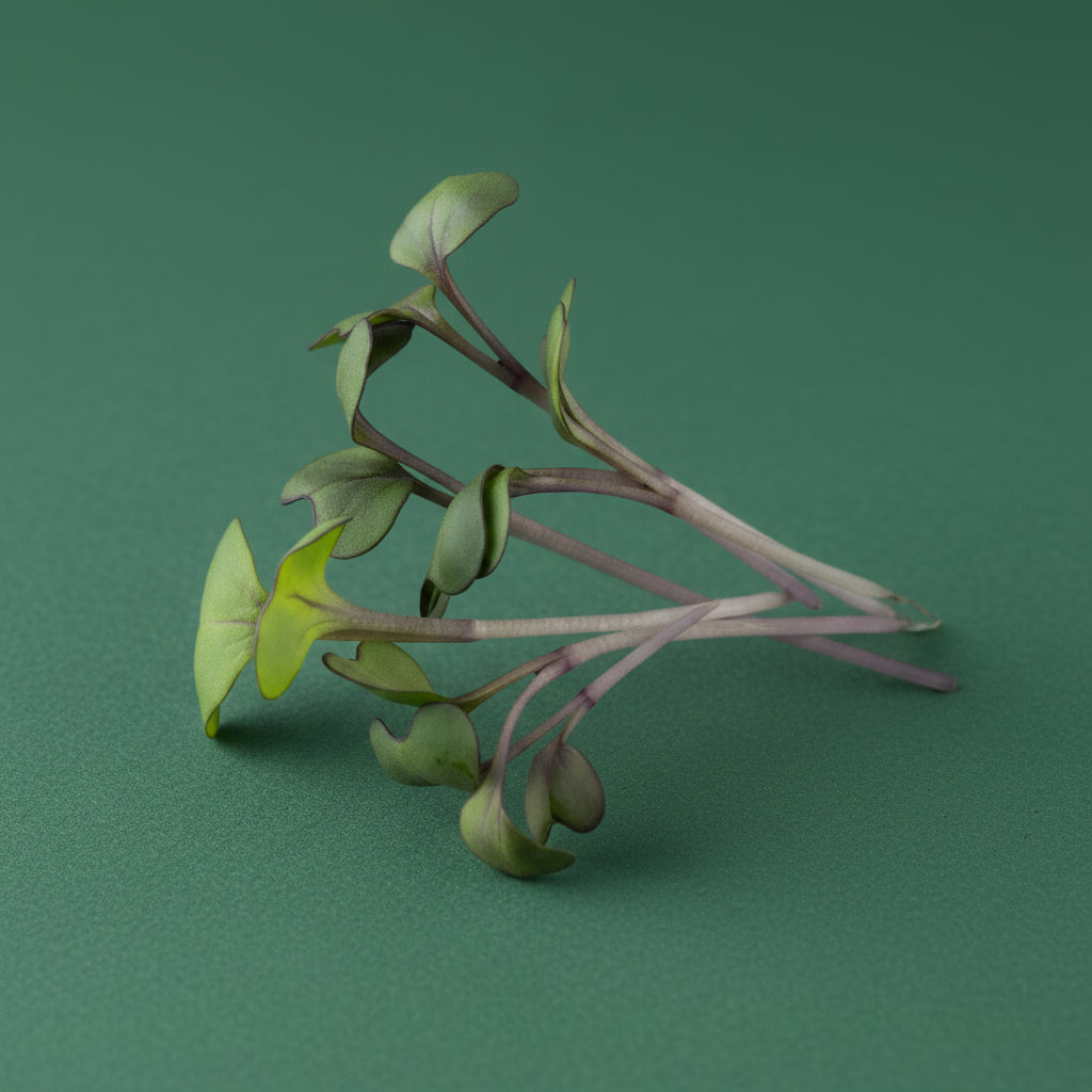 Bunch of fresh green microgreens on a green background