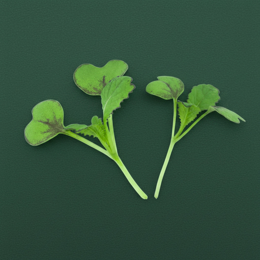 Two green leafy plants on a green background