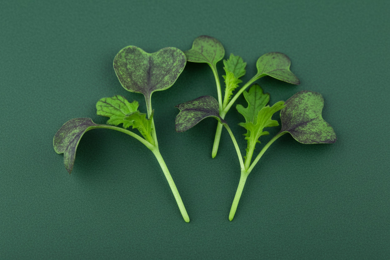 redmustard on green background