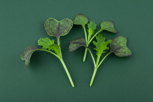 redmustard on green background