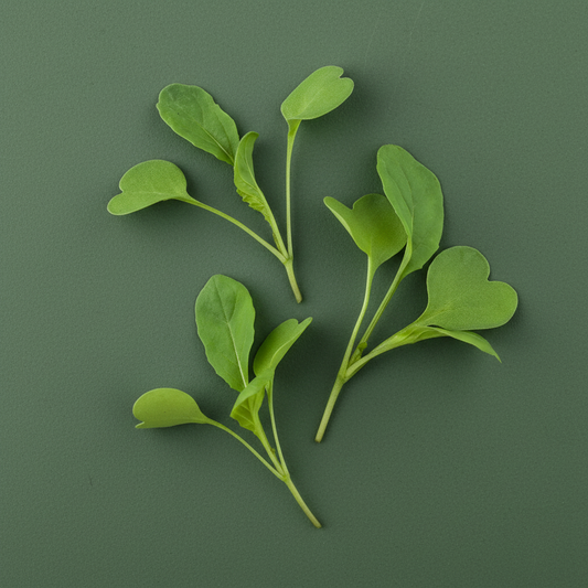 Green leafy vegetable on a green background