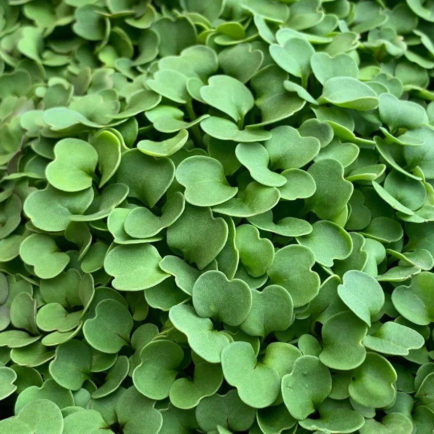 Close-up of green microgreens
