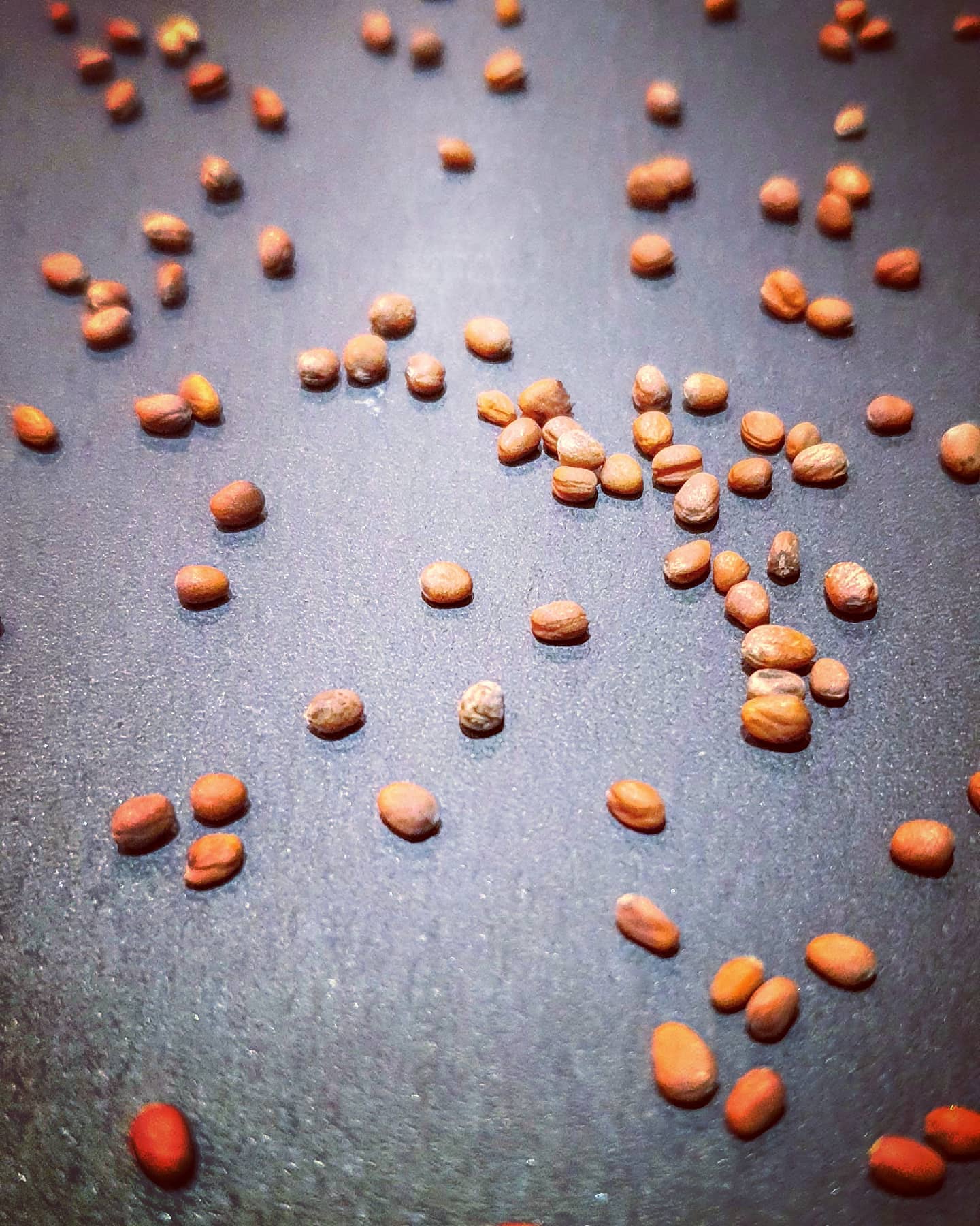 Scattered seeds on a dark surface