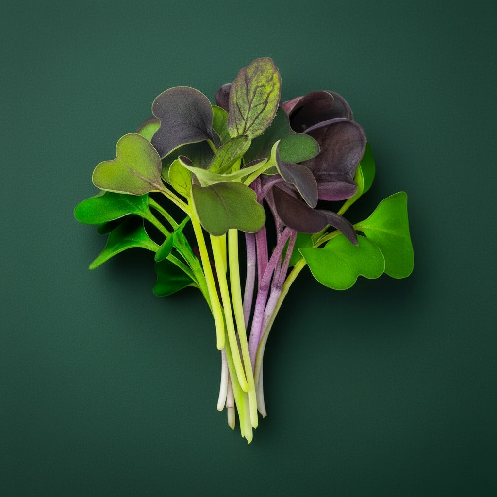 Superfood Mix microgreens with broccoli, purple kohlrabi and kale