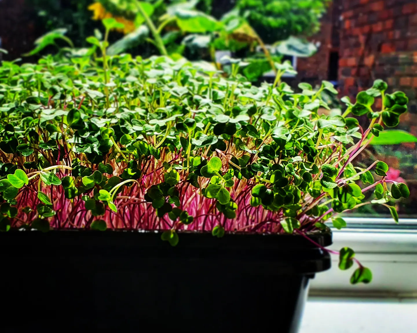 Container of microgreens with a brick wall and window sill in the background