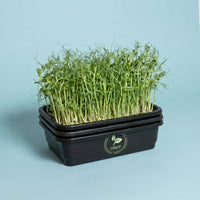Microgreens Pro Grow Kit